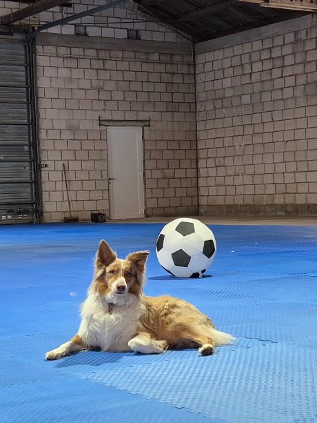 Hund der in einer Halle liegt - verlinkt zur Kurs- bzw. Leistungsangebots Seite