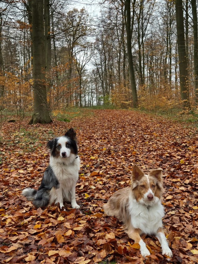 Zwei Hunde die im Laub liegen - verlinkt zur Über uns Seite